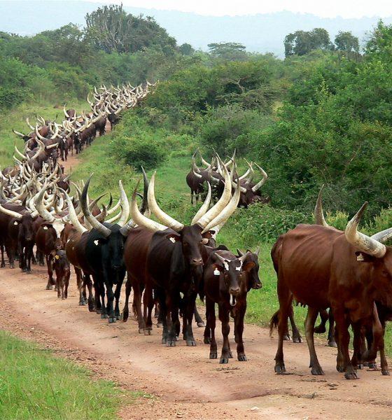 Rukungiri DVO alleviates fears over animals census