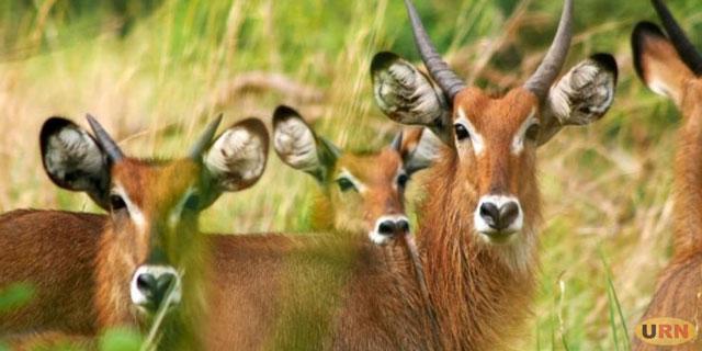 Bushbuck-1