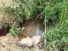 Water Crisis hits over 8000 families in Rukungiri.
