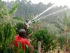 Irrigation a game changer for Rukungiri Local Farmers.