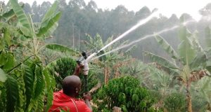 Irrigation a game changer for Rukungiri Local Farmers.