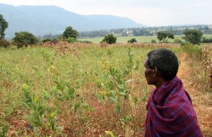 Fake agro inputs hampers Rukungiri farmers.