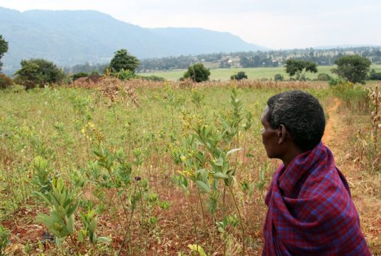 Fake agro inputs hampers Rukungiri farmers.