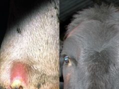Ntungamo extends FMD Cattle Quarantine for 2 Week.