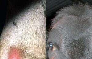 Ntungamo extends FMD Cattle Quarantine for 2 Week.