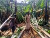 Windstorm leaves A Trail of Destruction in Rukungiri.