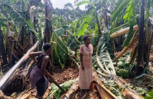 Windstorm leaves A Trail of Destruction in Rukungiri.