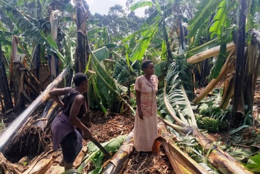 Windstorm leaves A Trail of Destruction in Rukungiri.